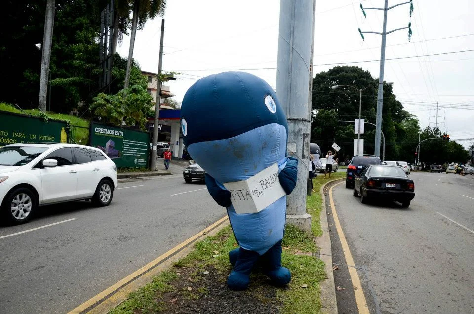 5whaleinpanamacity.jpg