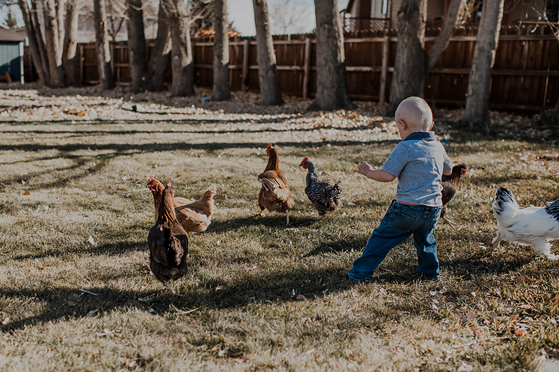 Toddler boy chasing chickens in yard