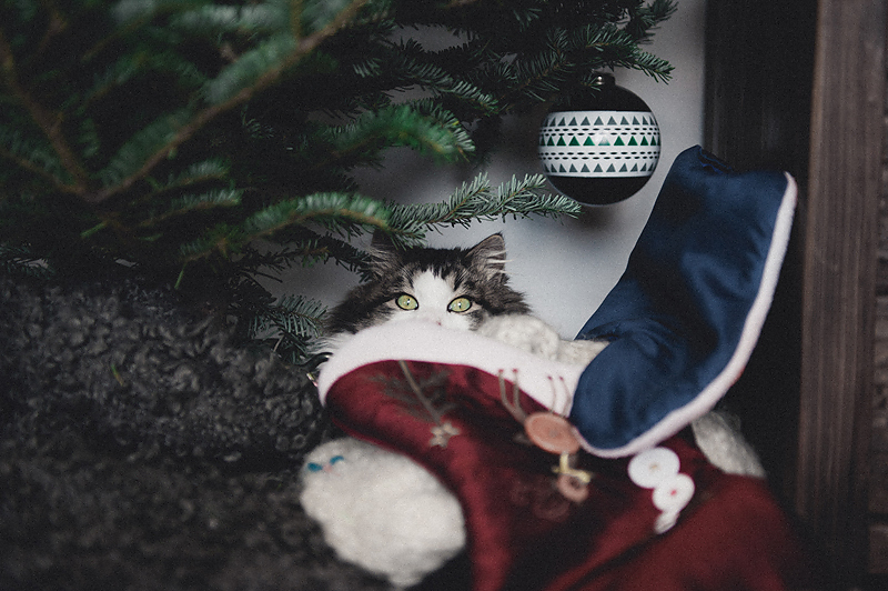 Christmas-Cat-Photography-Inspo-1.jpg