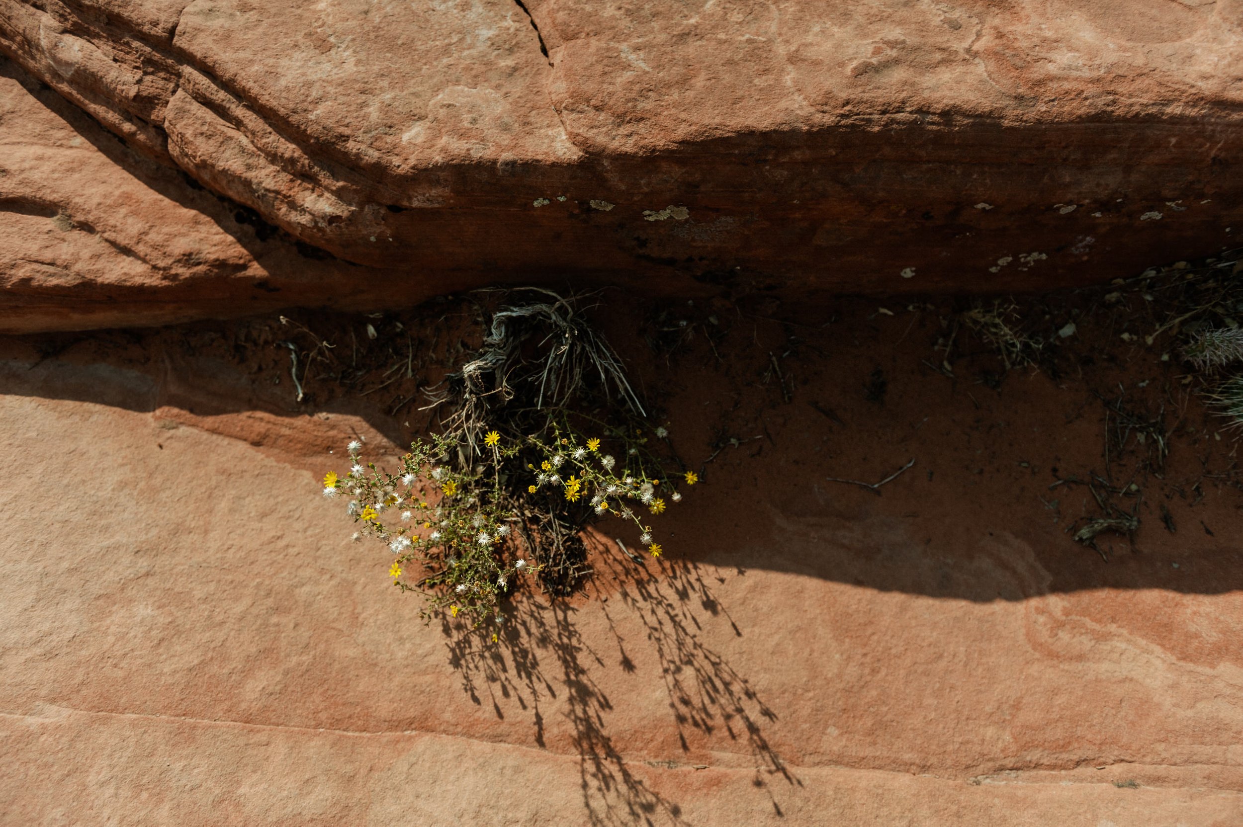 snow-canyon-utah-elopement-photography-95.jpg