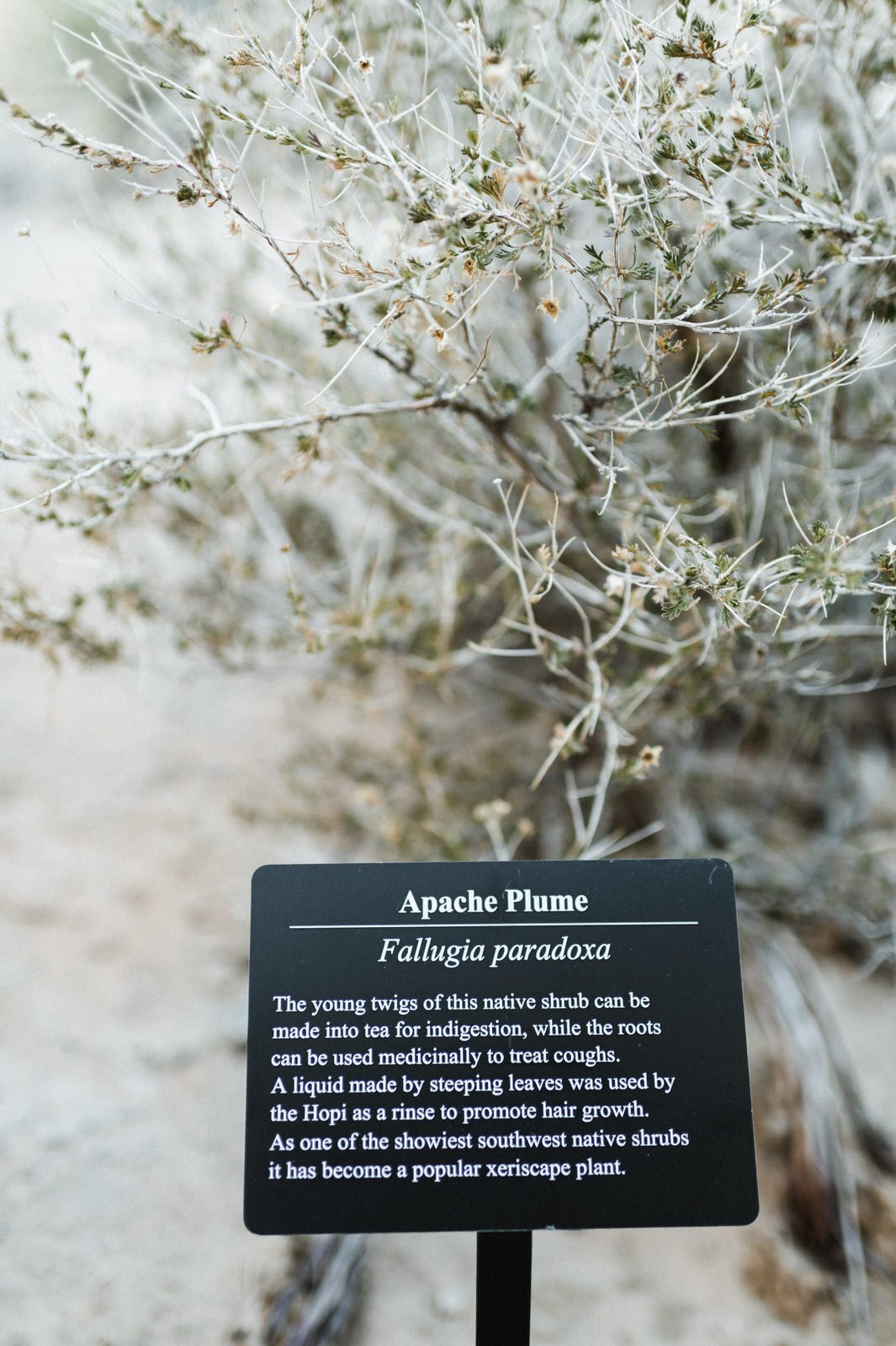 amangiri-resort-utah-engagment-photography-27.jpg