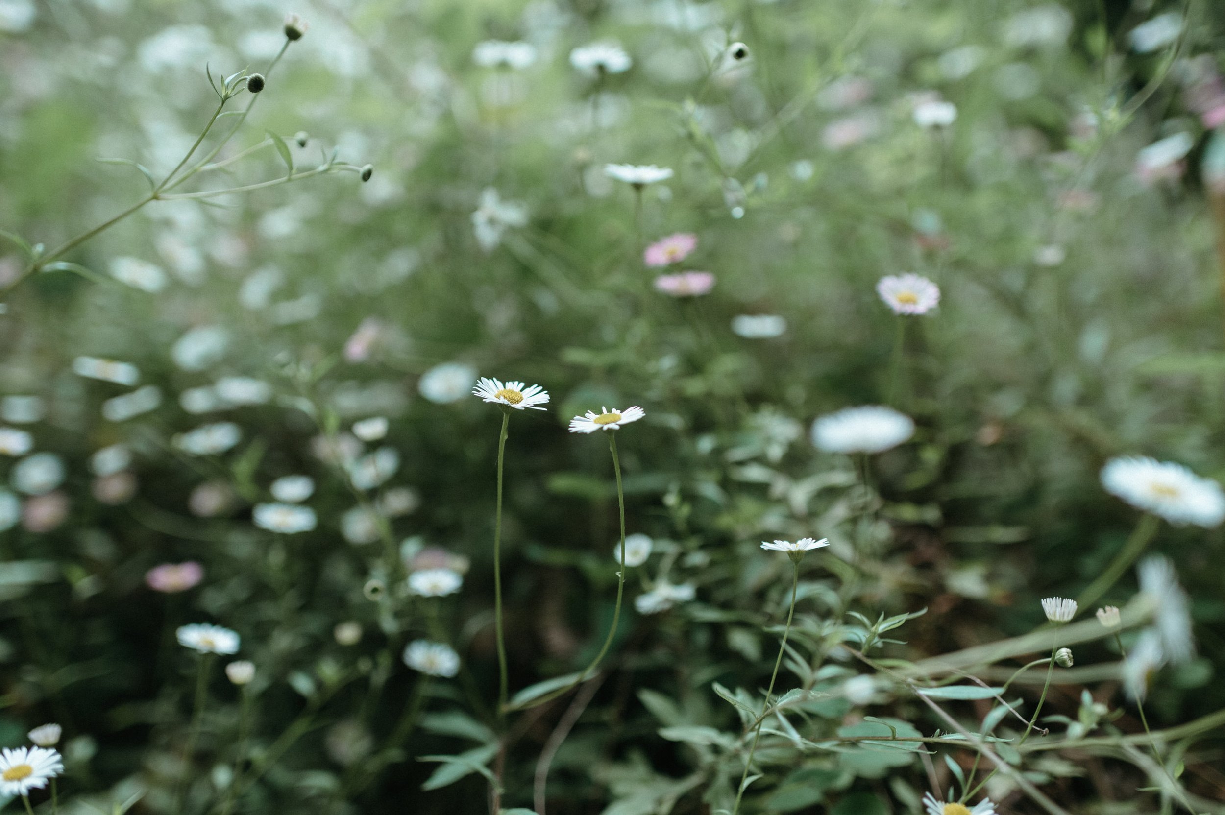 big-sur-california-elopement-wedding-photography-38.jpg