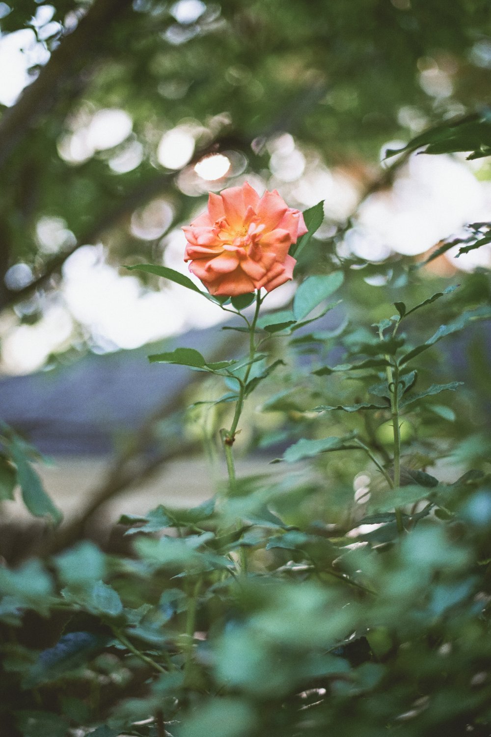 color film photo of peach rose blooming in greenery