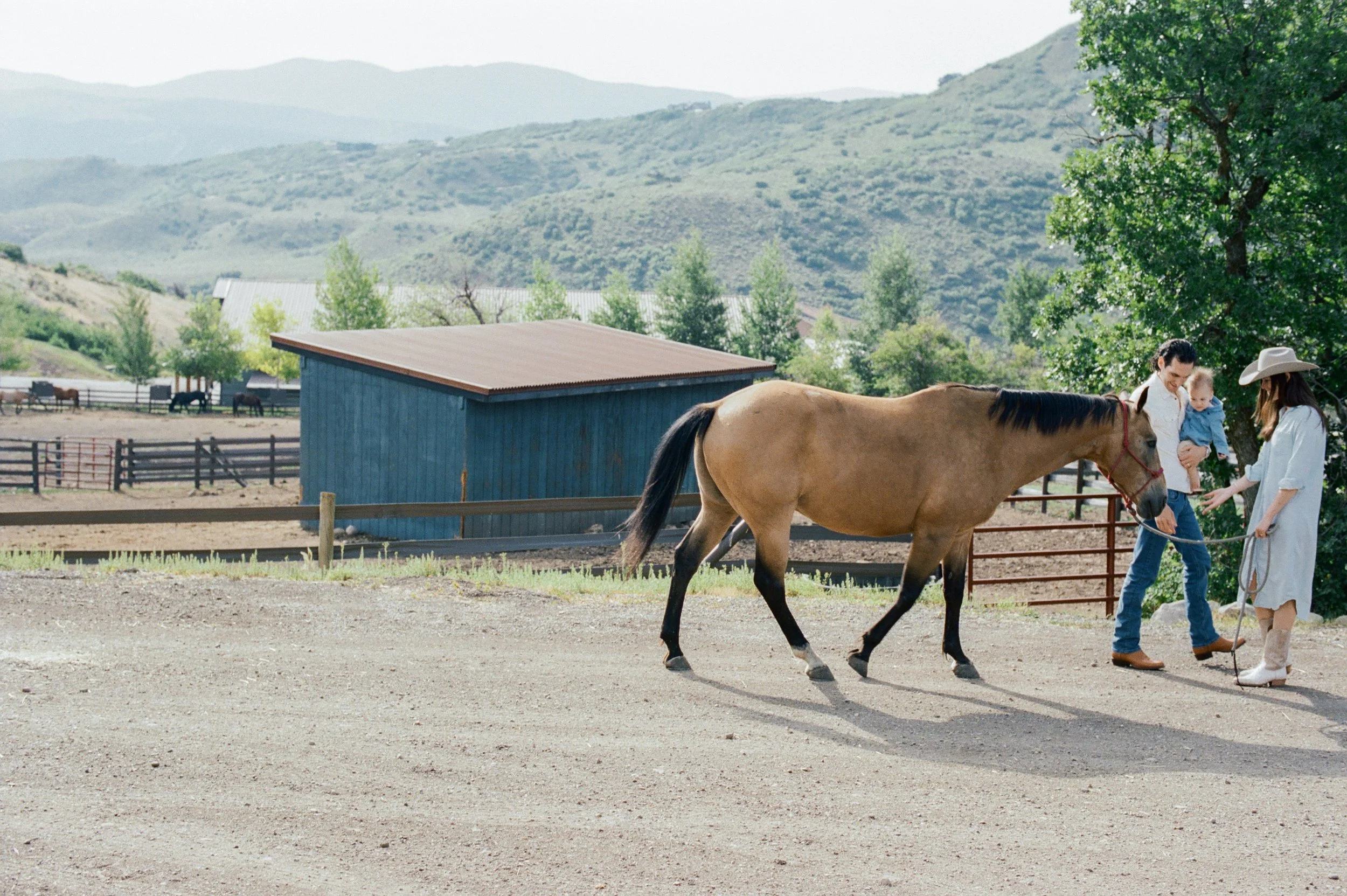 family film photo with horses and barn at the lodge at blue sky park city utah