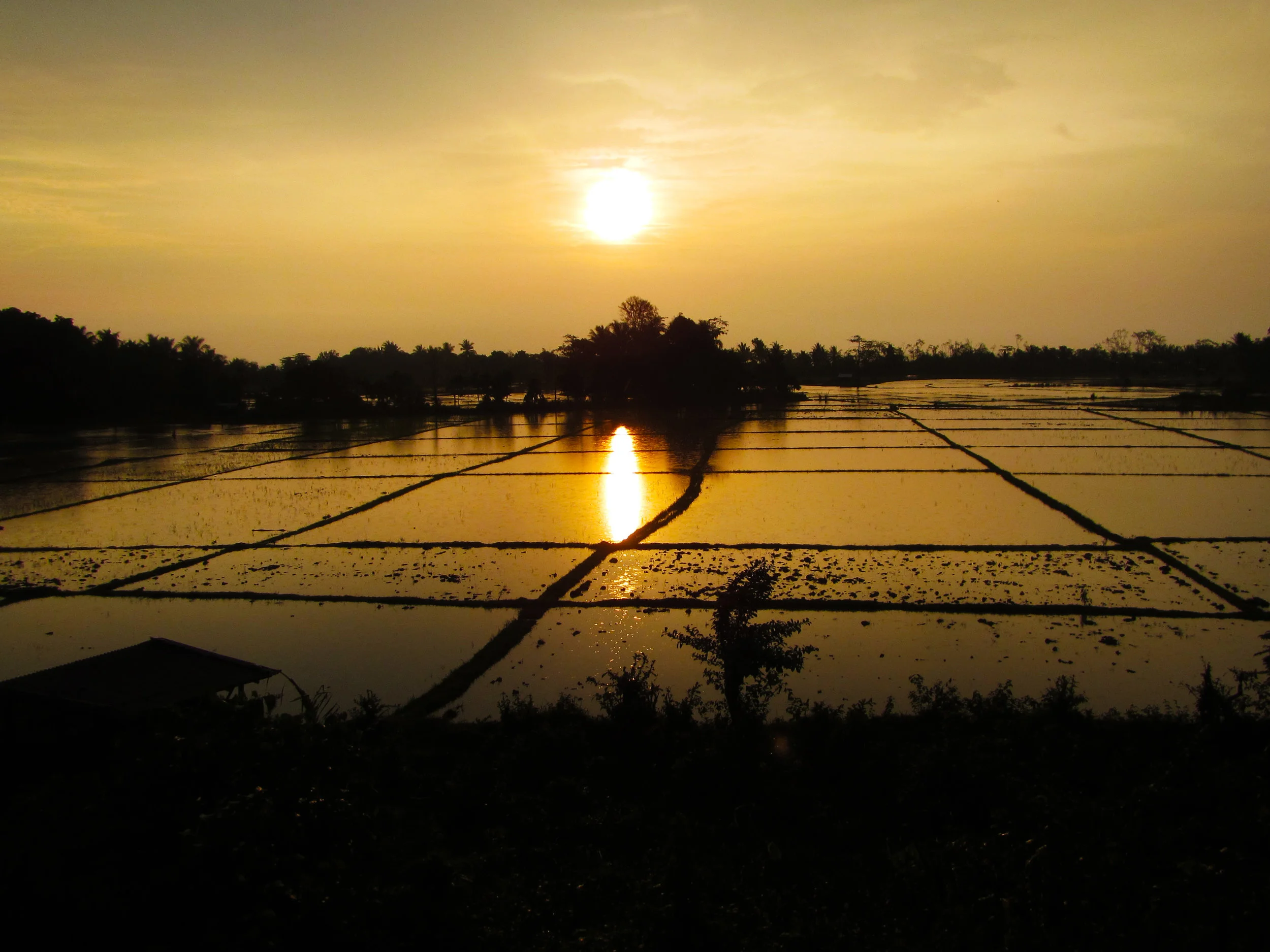 Rice-paddy-sunset.jpg