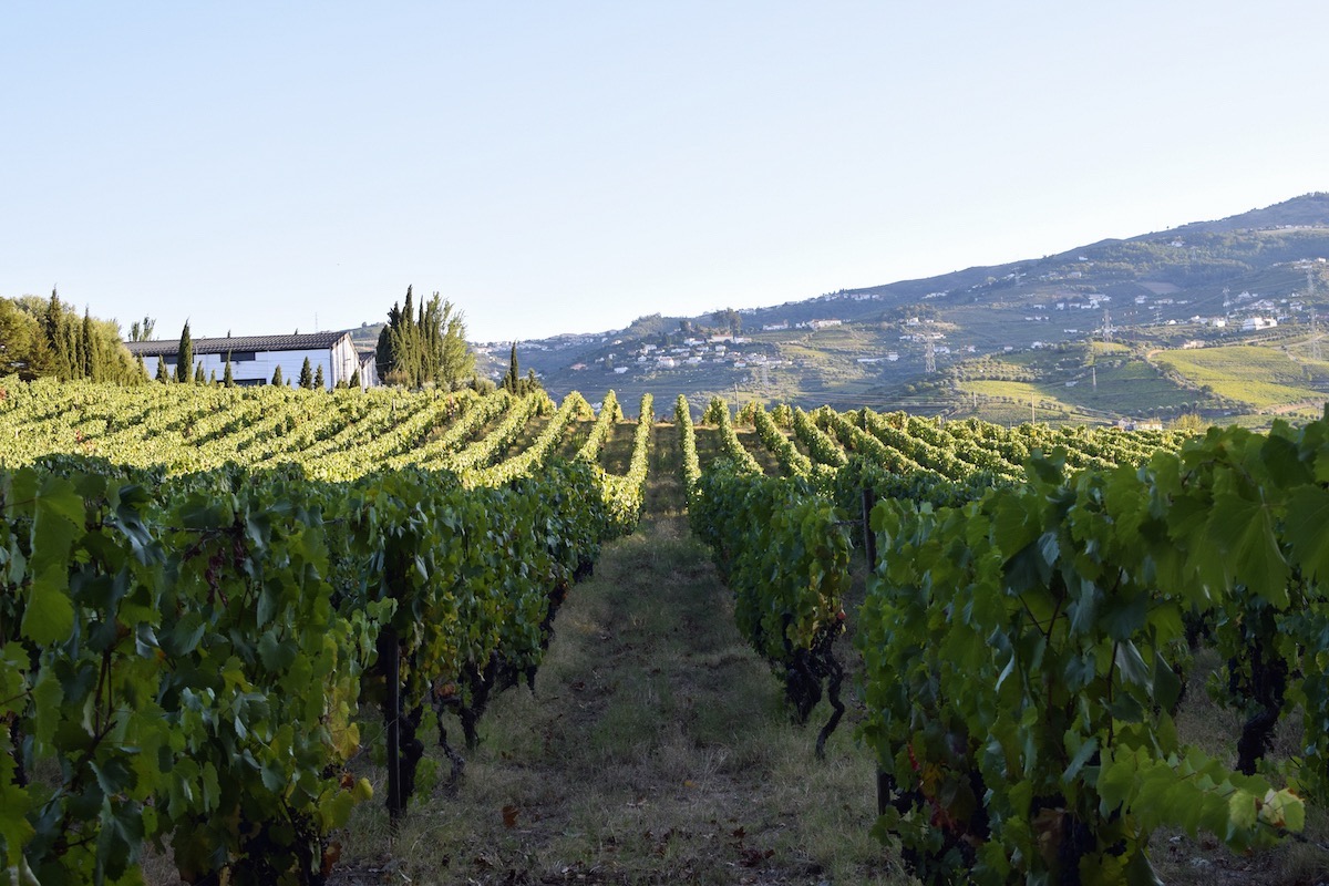 Rows-of-grapes.jpg