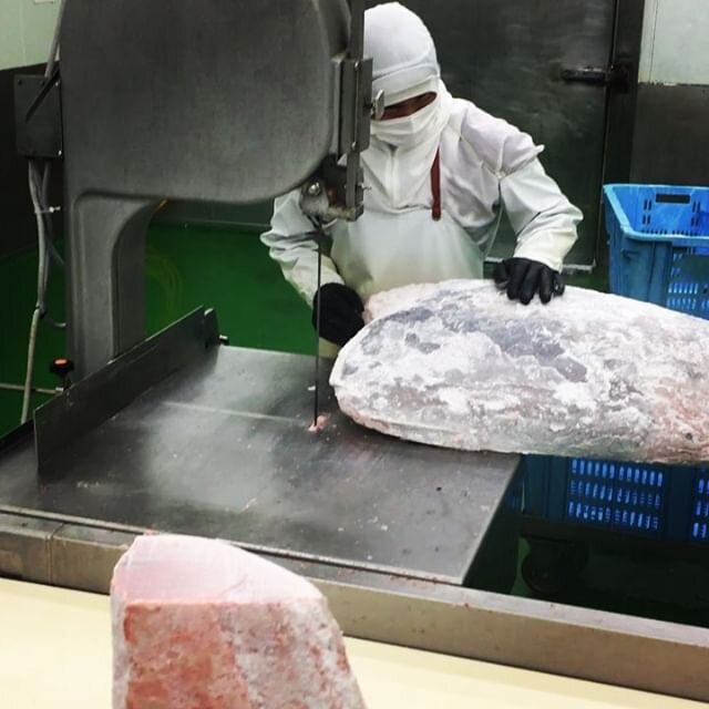 super frozen bluefin cutting with band saw

1 belly loin to HARAKAMI
2 HARAKAMI TENPANE
3 SAKU CUTTING

#三崎恵水産
#三崎まぐろ 
#三崎港
#職人技
#misakimegumi
#magurodonya
#kuromaguro
#fishstand
#megumifishstand
#maguroconfit
#nipponnomegumi
#superfrozen
#blu