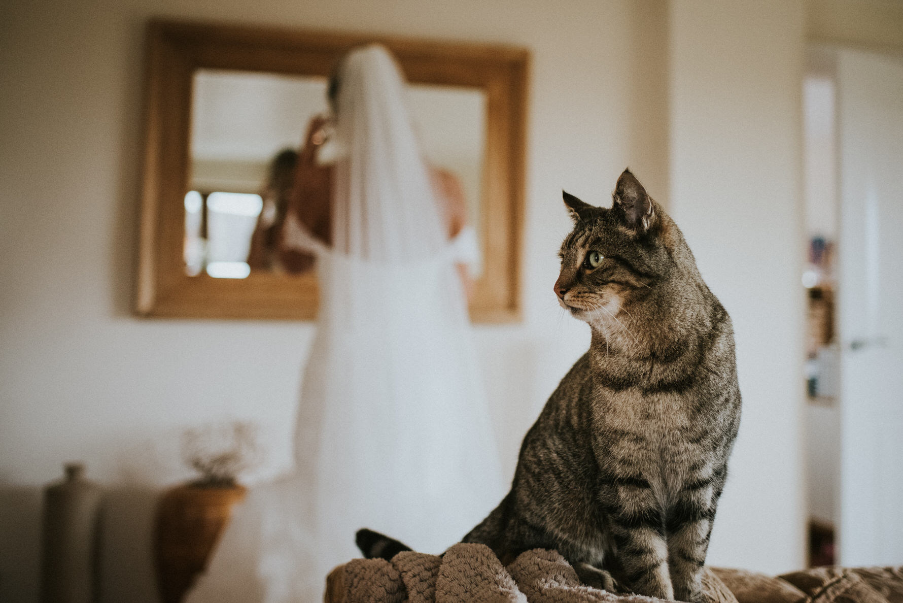 Cheshire Wedding Photojournalism - Cat watching the bride