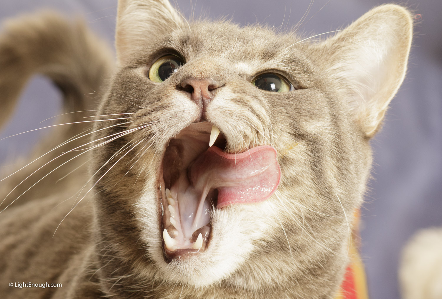 Mason Cat has a Treat (2015)