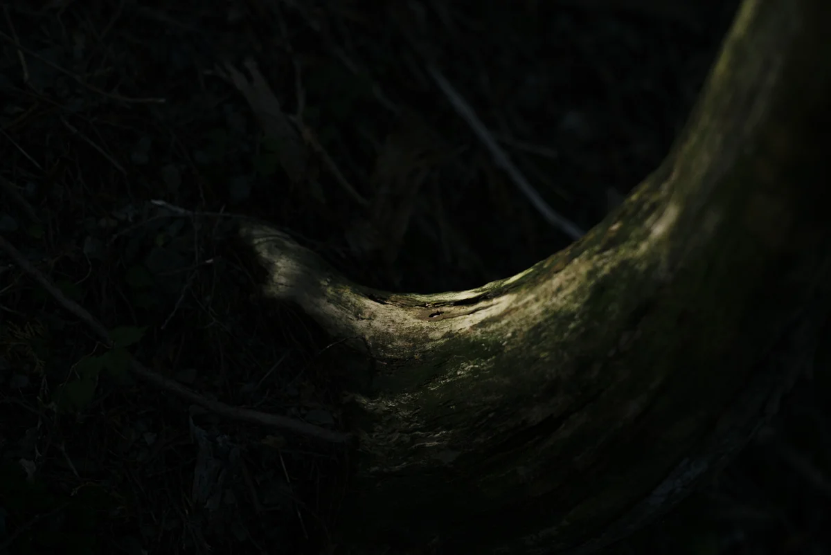 L1008143.jpg