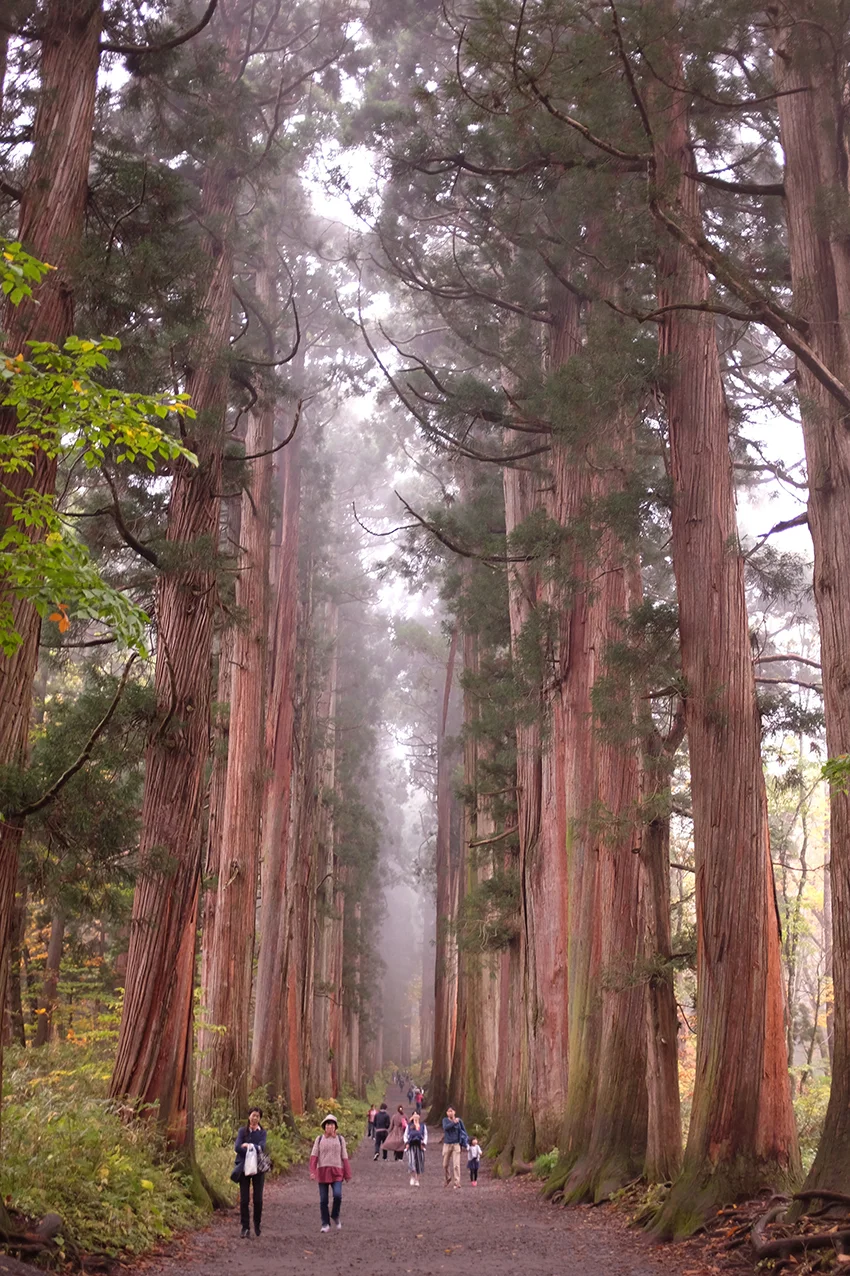 Cedar Trees Hello Sandwich