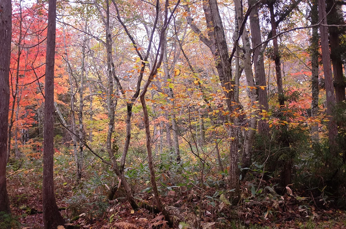 Autumn Hello Sandwich