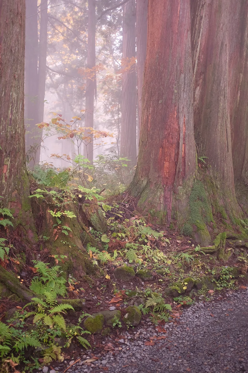 Mist in Forest Hello Sandwich