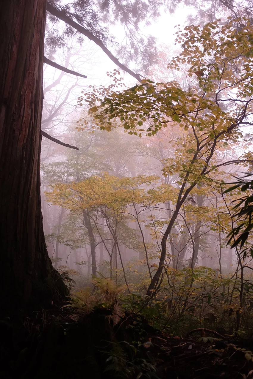 Misty Forest Hello Sandwich