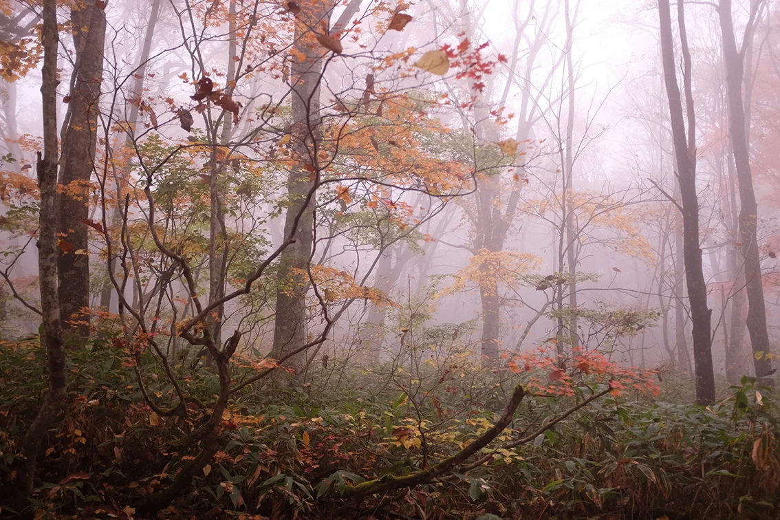 Misty Forest Hello Sandwich