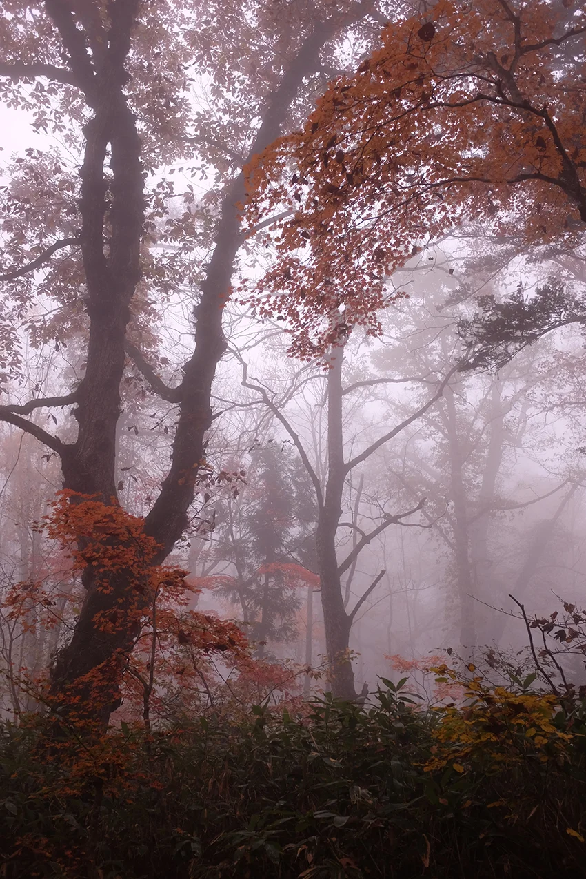 Autumn Leaves in Misty Forest Hello Sandwich