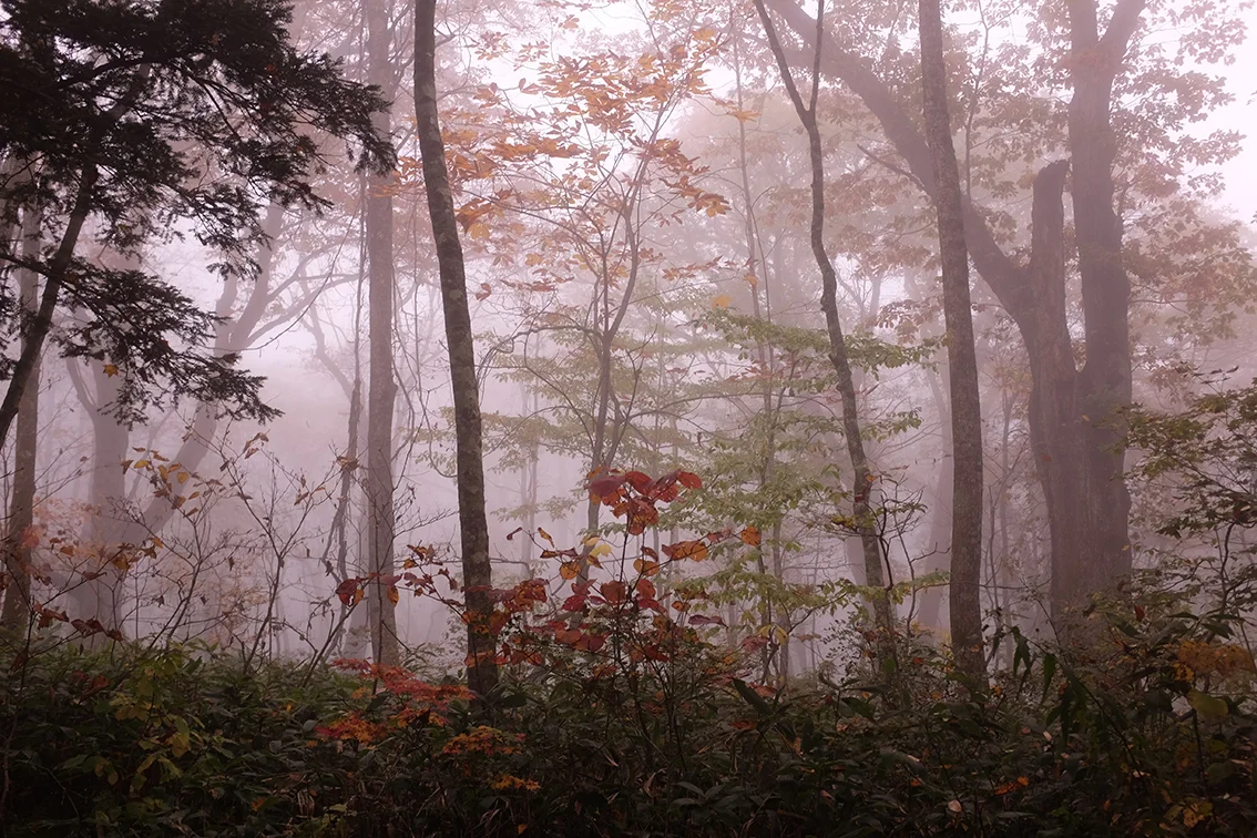 Nagano Misty Forest Hello Sandwich