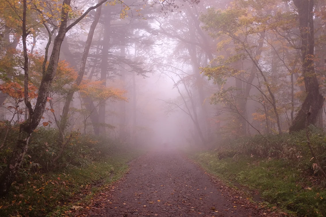 Misty Cedar Trees Hello Sandwich