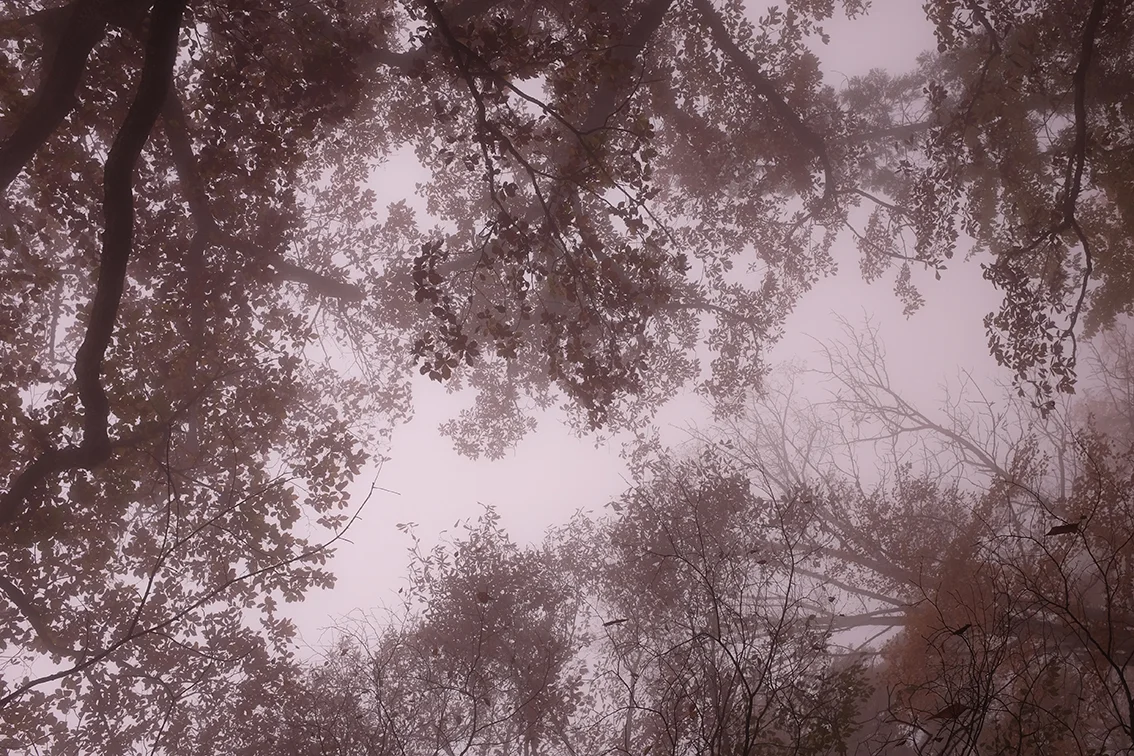 Looking up at Autumn Hello Sandwich