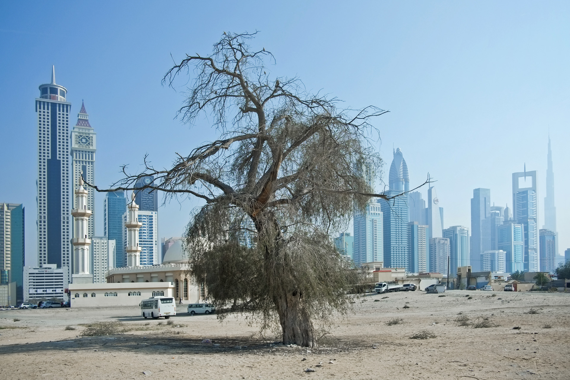  S�rie Trees du projet Beyond r�alis�e en f�vrier 2014 � Dubai 