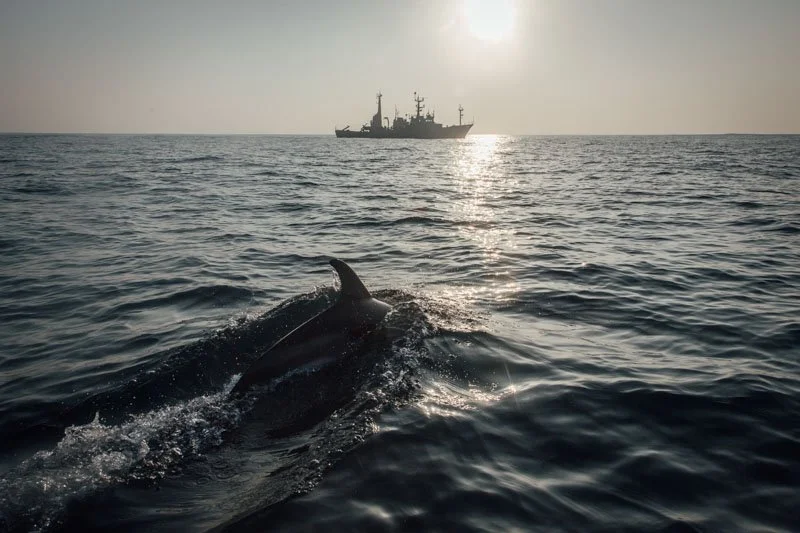 Sea_shepherd_smug (21 sur 21).jpeg