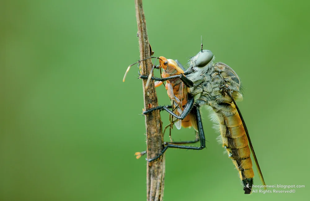 Robber fly with Prey