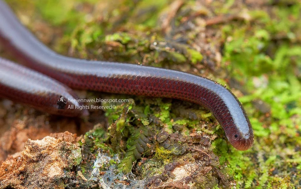 Brahminy Blind Snake (Ramphotyphlops braminus)