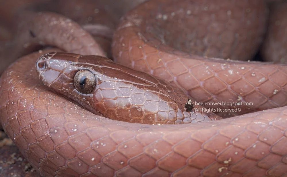 Brown Wolf Snake (Lycodon effraenis)