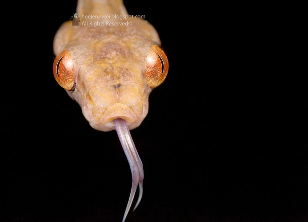 Dog-toothed Cat Snake (Boiga cynodon)