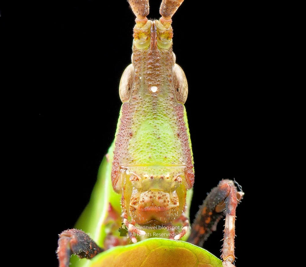 Systella rafflesii Westwood, 1841 (Dead Leaf Grasshopper)