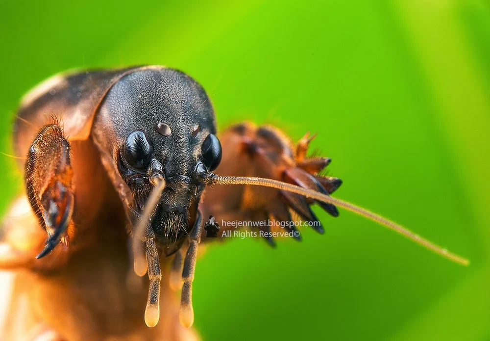Mole Cricket (Gryllotalpidae)