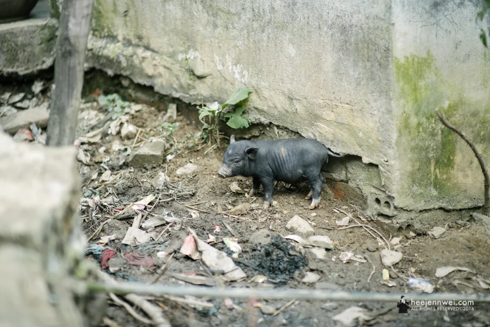 Cute piglet wandering wildly in Cat Cat Village.