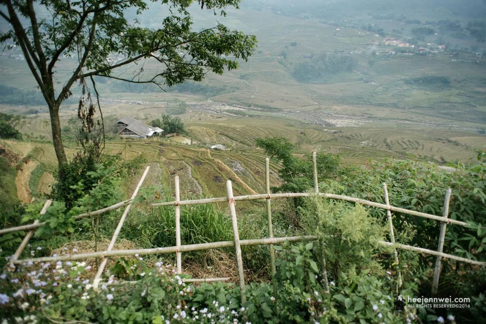 Bamboo fence at the foreground shape the leading line towards the handcrafted terraced paddy field of Muong Hoa Valley.