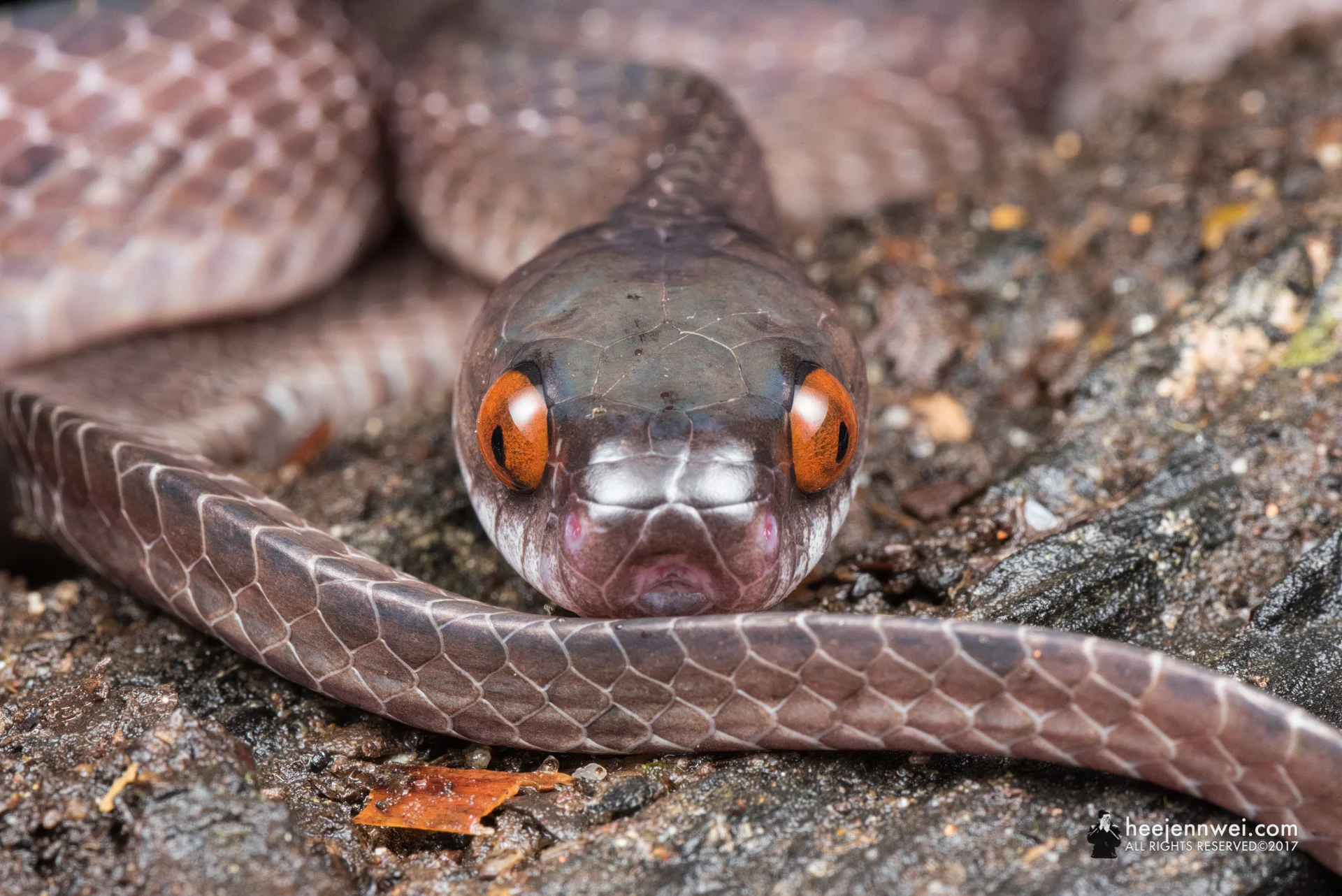 Mirkwood Forest Slug Snake