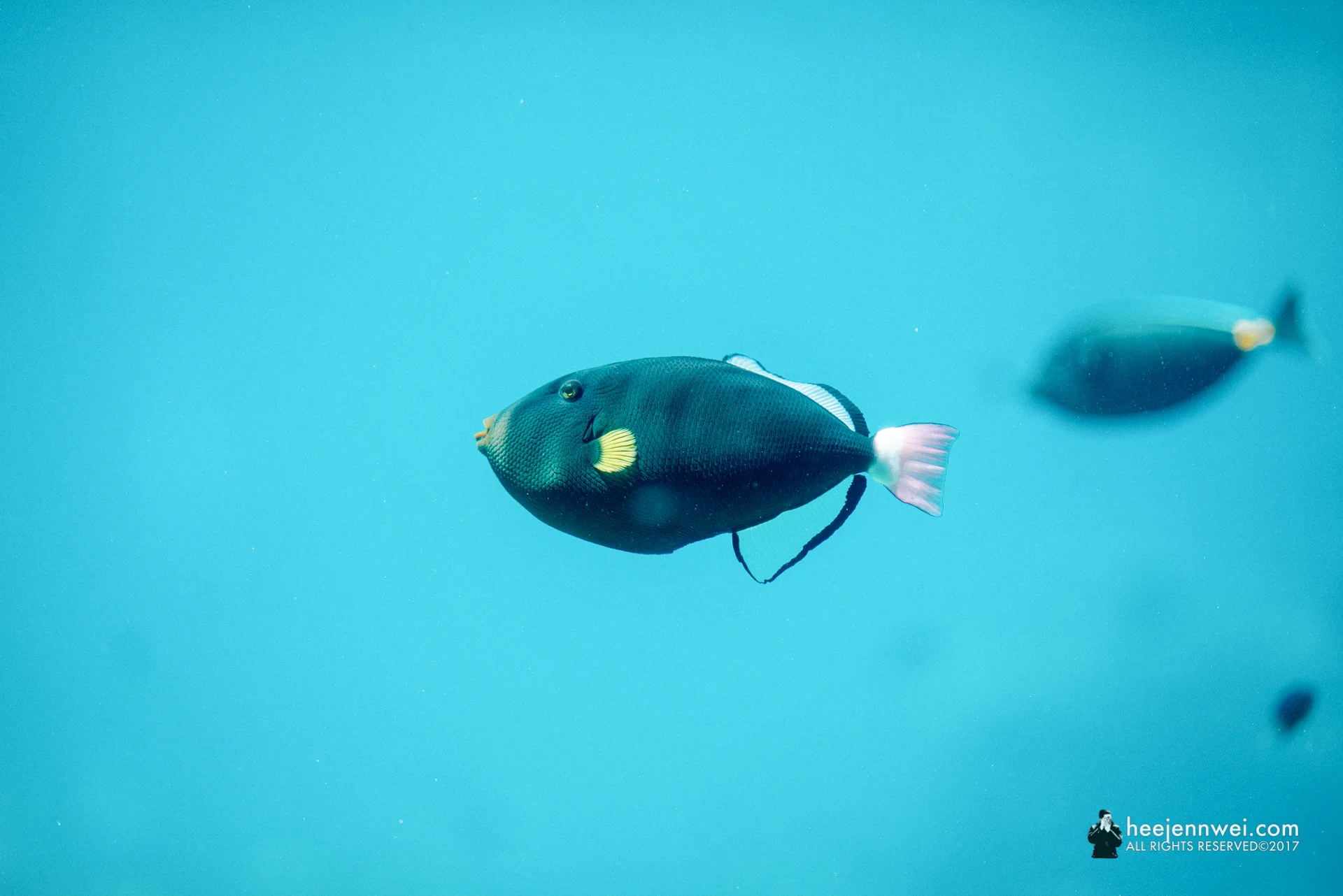 What-chu-ma-gonna-call fish at the Reef HQ Aquarium.