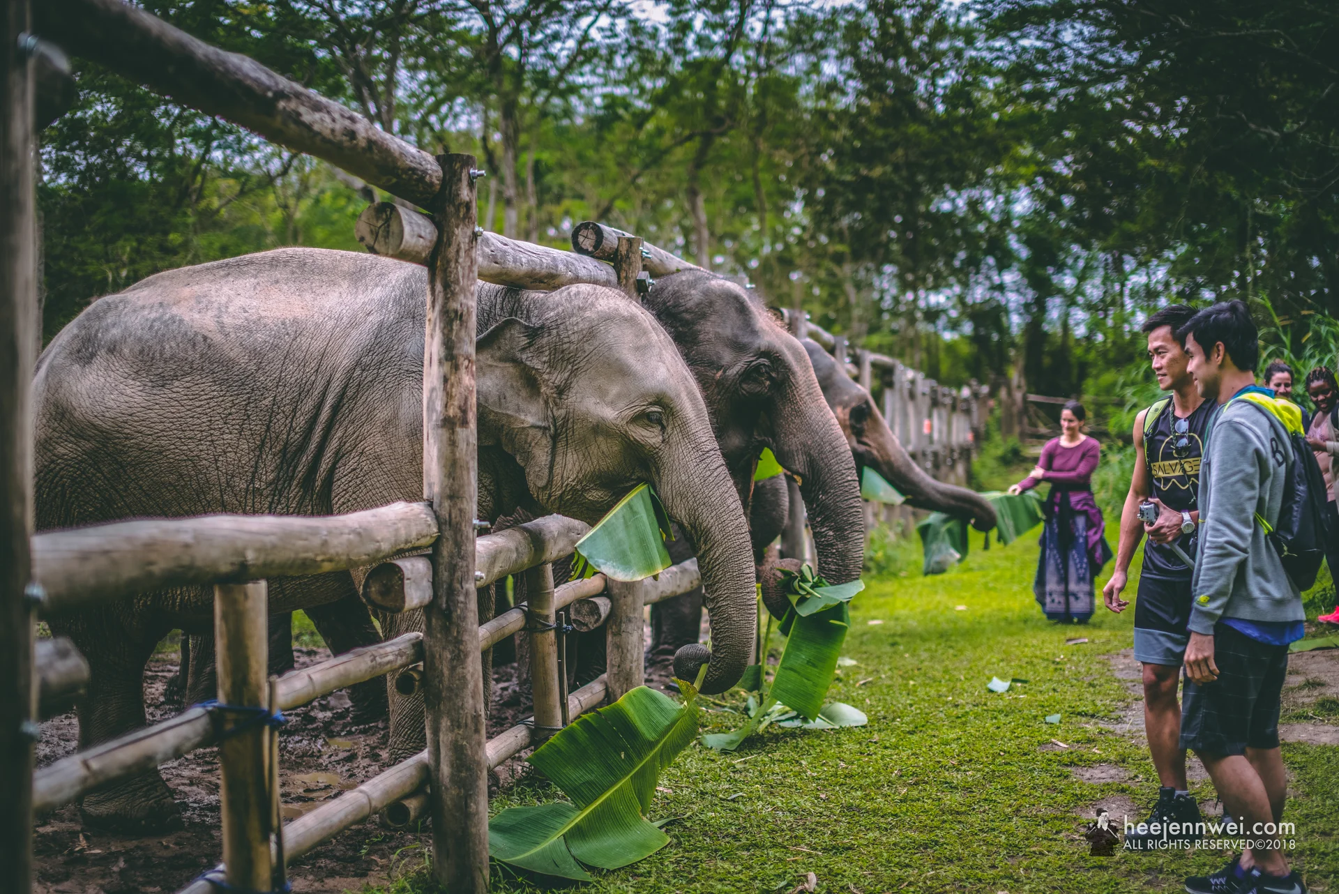 Feeding the elephants roots, tubers, plantains and banana leaves. 