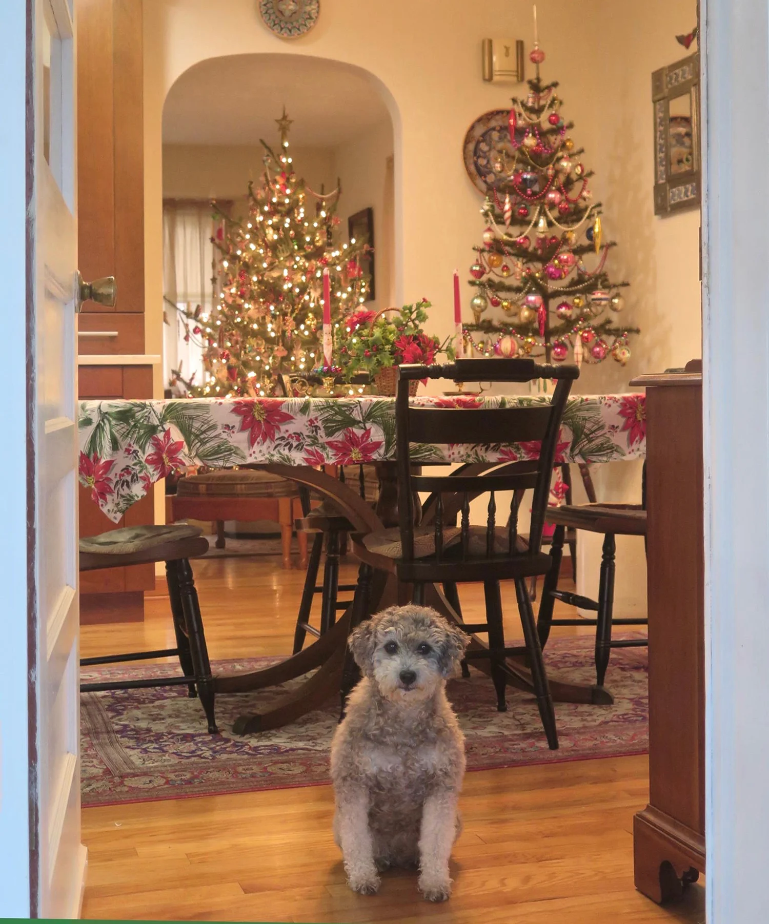 Figure 18: Mr. Buddy, a shelter dog rescued by R. Michael Palan and Karen Loccisano. Photo by R. Michael Palan.