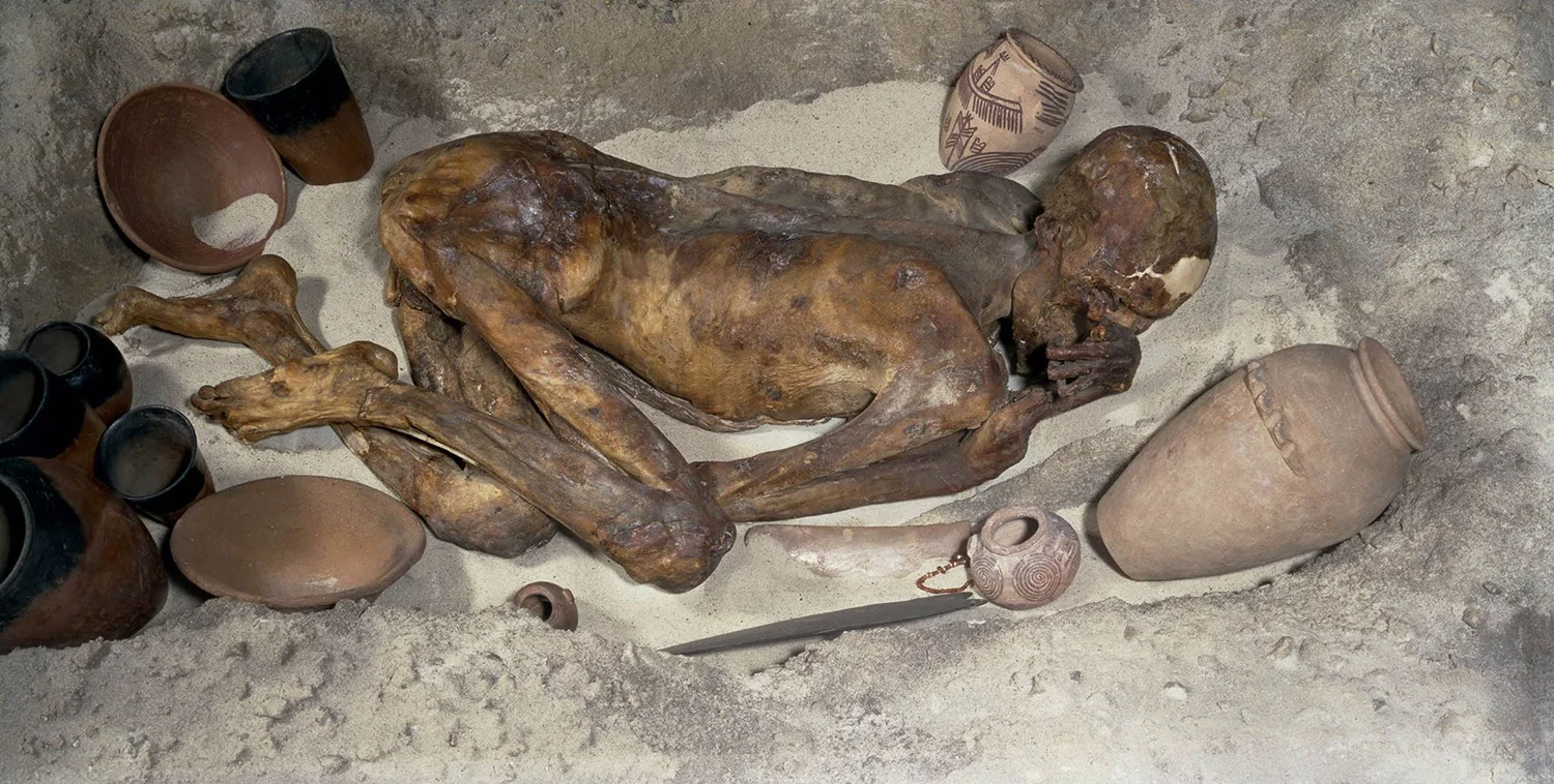 Figure 3: This Predynastic mummy of a man is in the British Museum. He lived circa 3400 BCE. The exhibit is a reconstruction of a Predynastic burial, including tomb goods typical of this time period. Image courtesy of The British Museum, accession number EA32751.