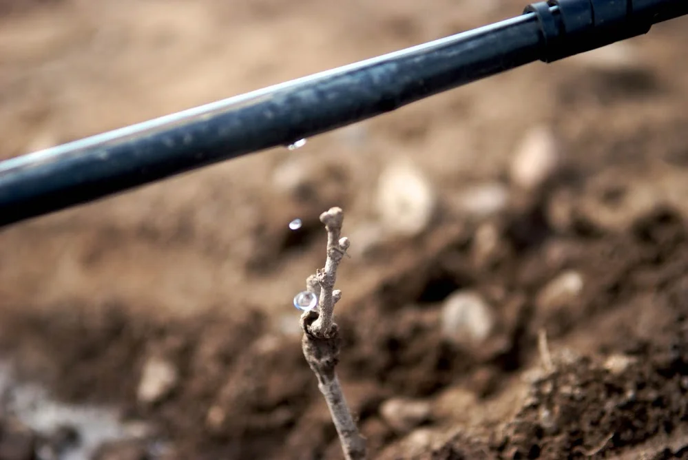 The irrigation system at Vina Andrico dripping water from the mountains to hydrate the vines. Vina Andrico vineyard in Mendoza, Argentina.