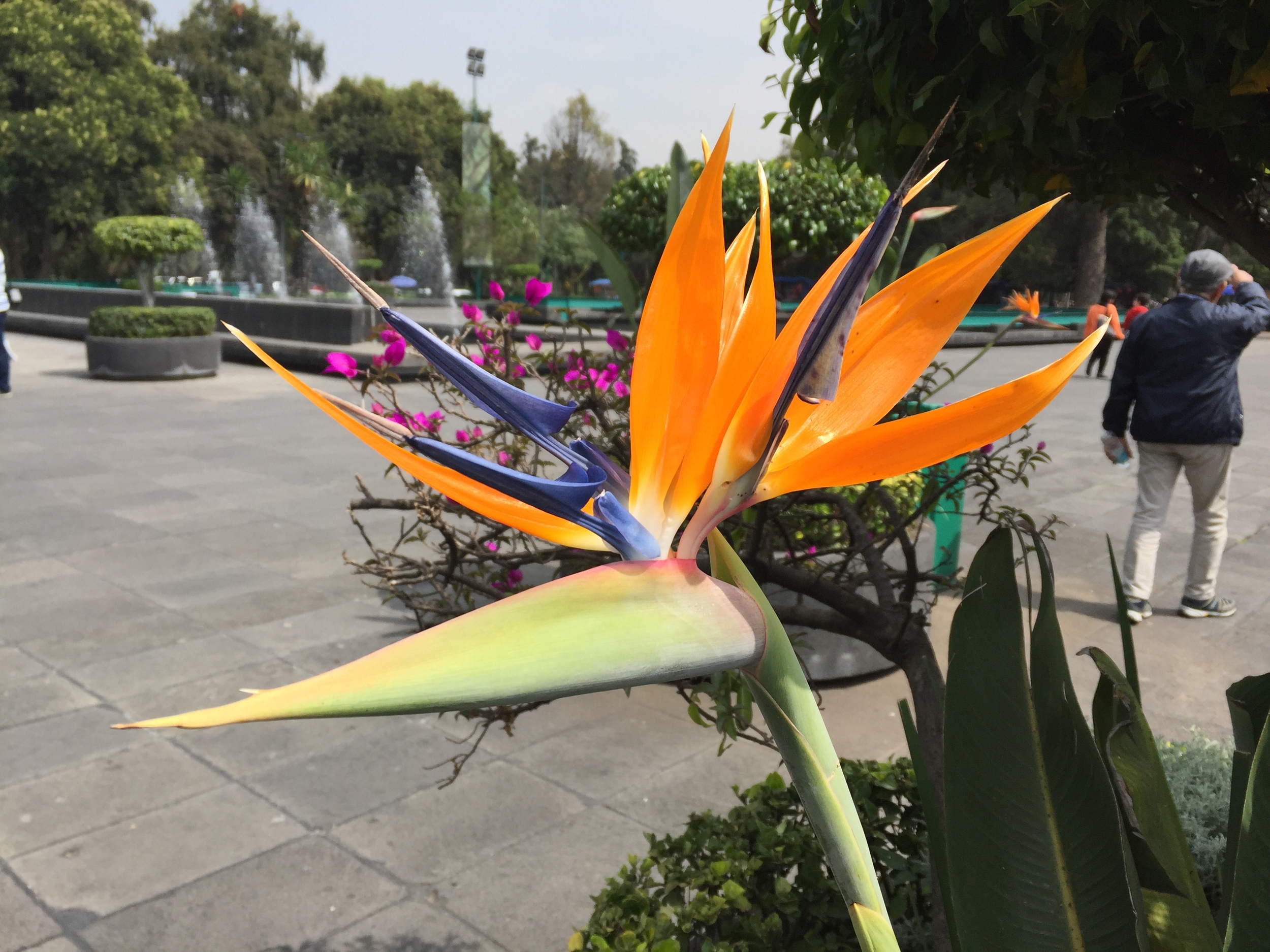 Rachel Landers Mexico City