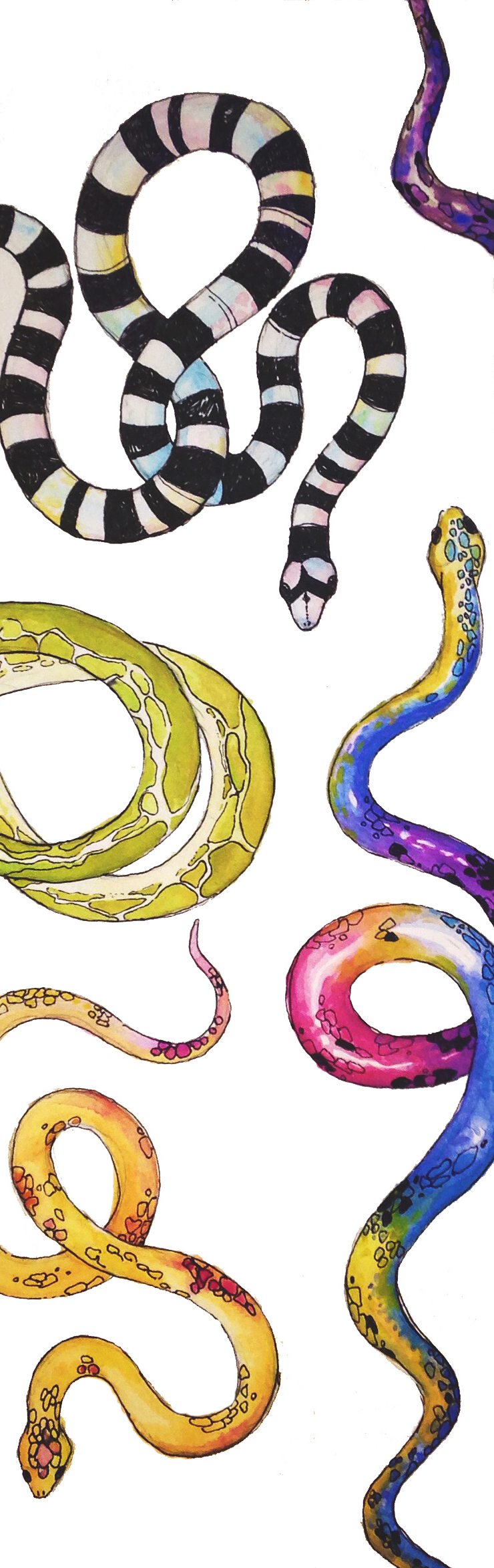 snakes _rotated.jpg