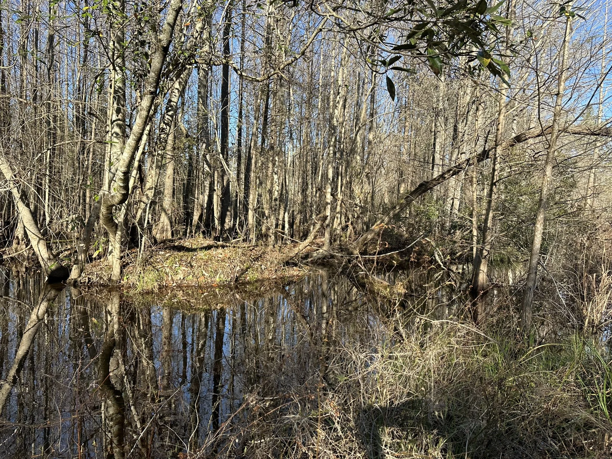 IMG_4536.JPEG
