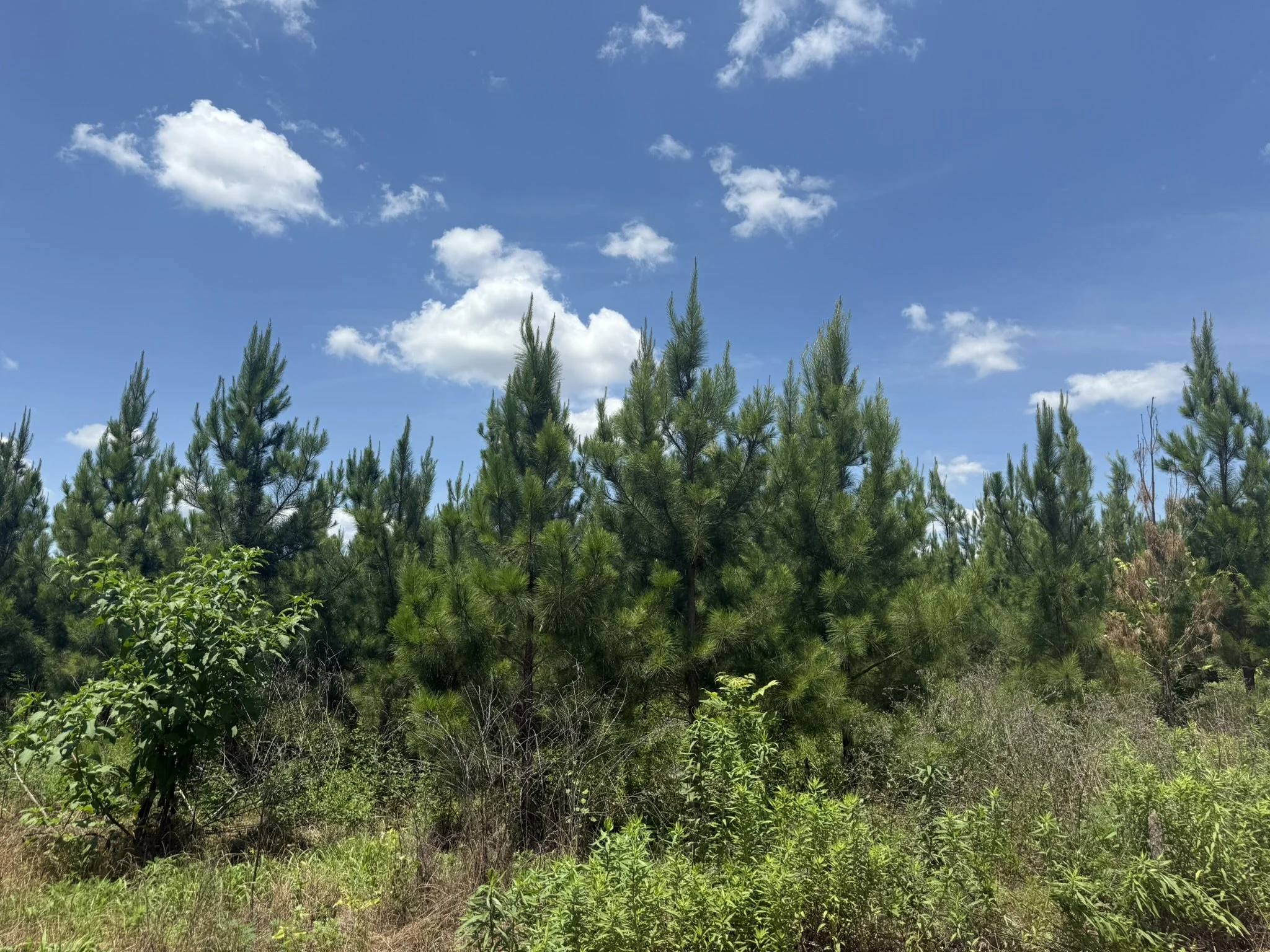 IMG_7857.JPEG