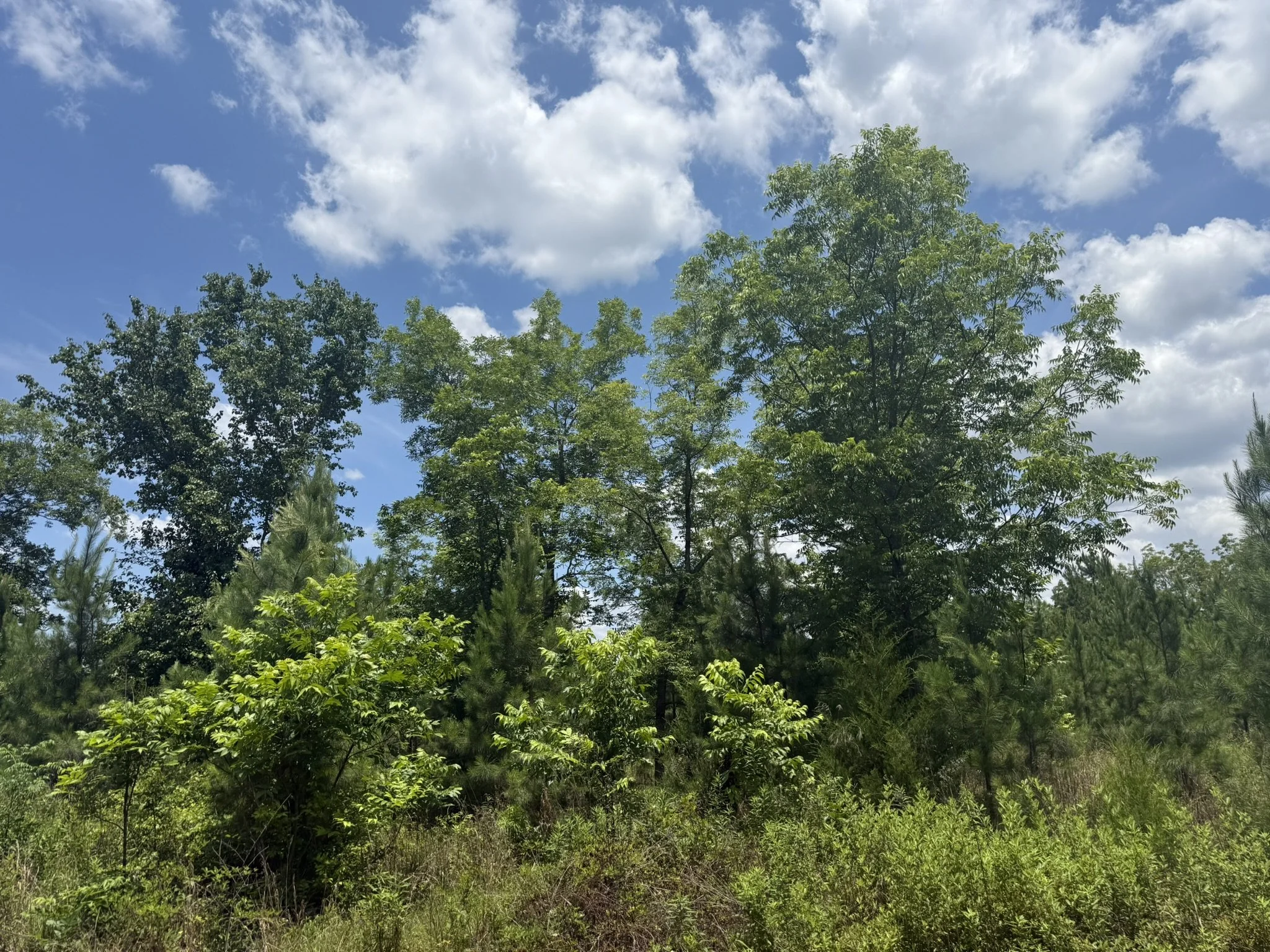 IMG_7873.JPEG