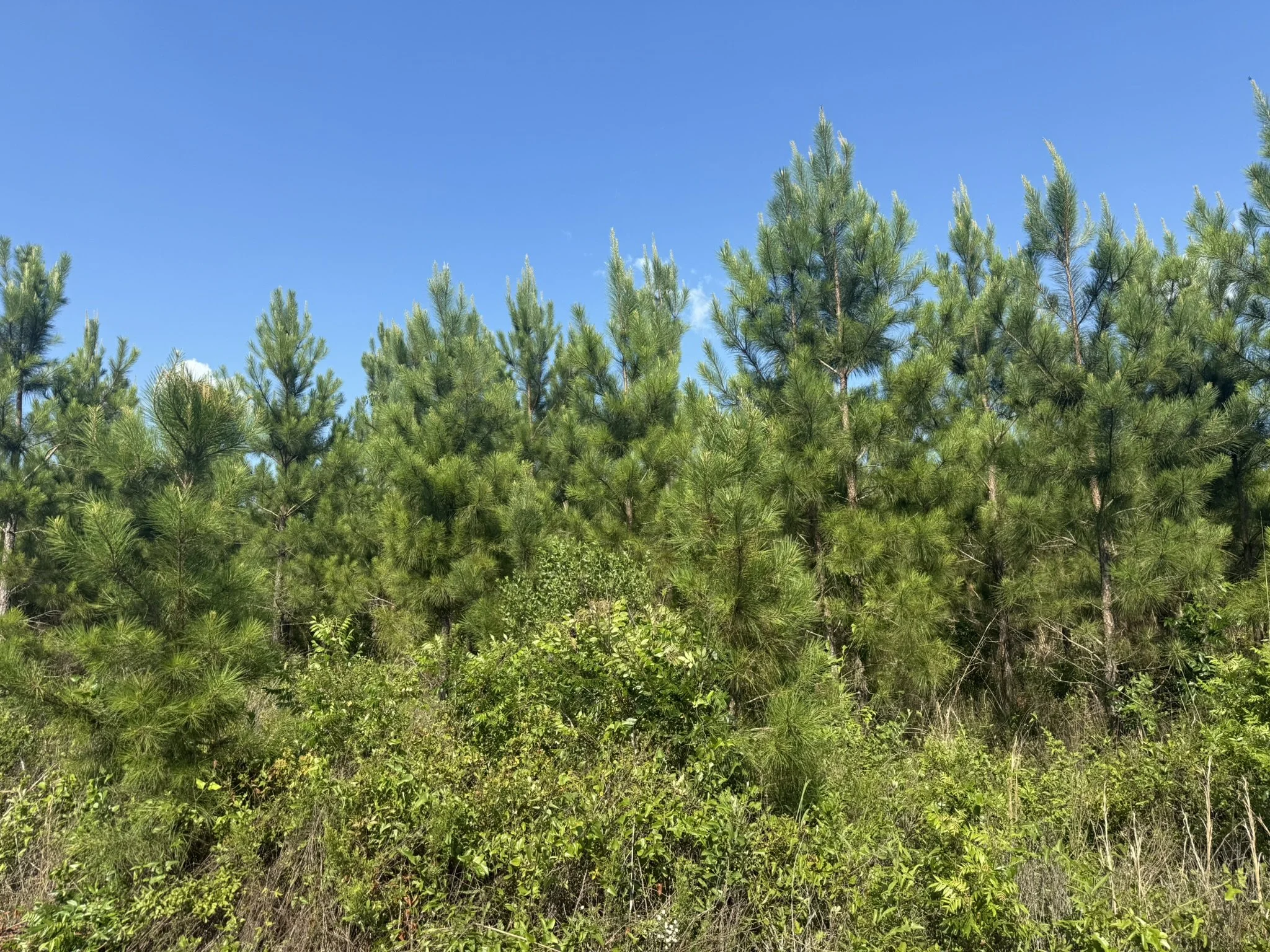 IMG_7885.JPEG