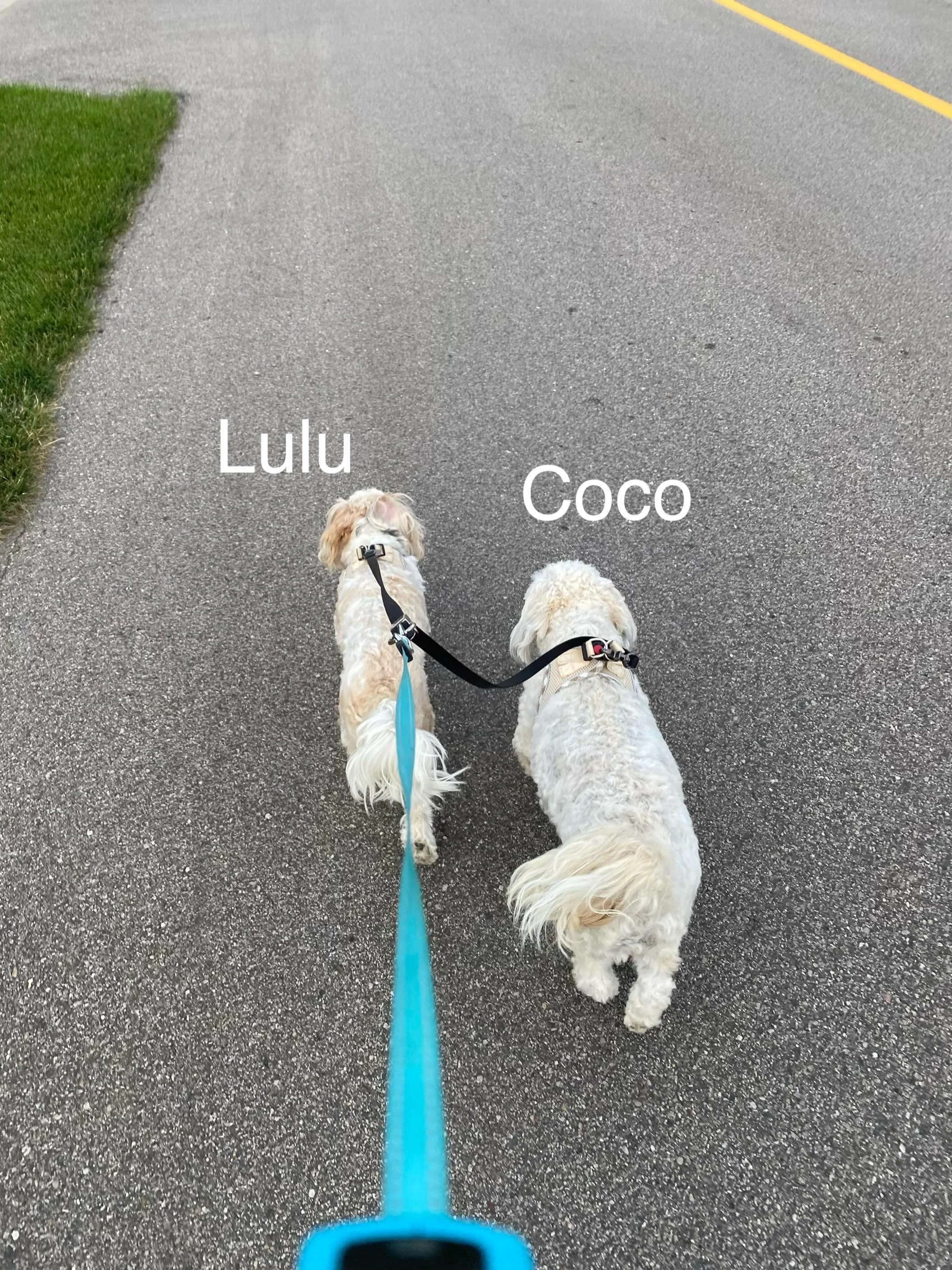 Happy Monday all!! Lulu or Coco?  Which are you?  Or maybe you are a little of both?

Every day I take my girls for at least one walk; we have increased our distance this past week since I wanted to test their resilience and confidence in their abili
