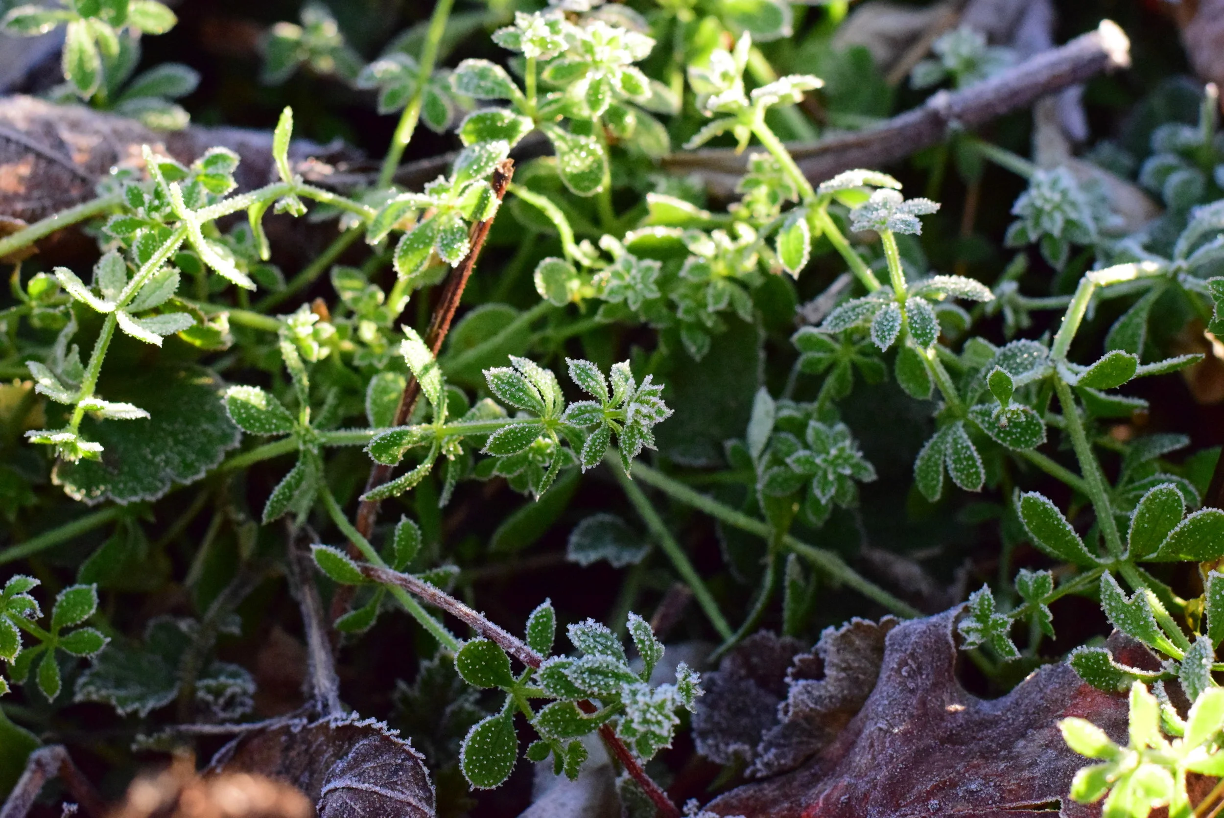 Cleavers (Galium aperine)