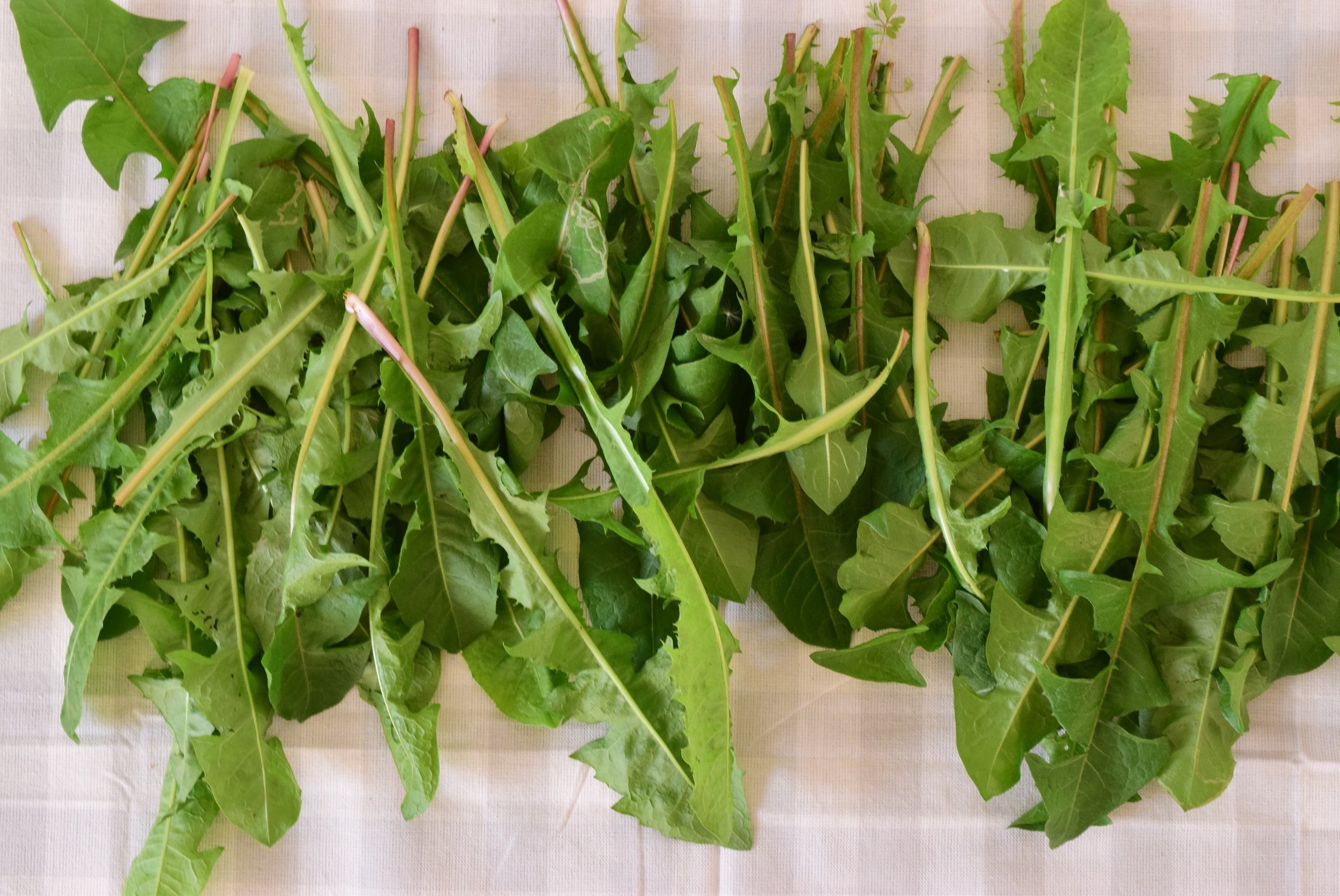 Dandelion leaf, Taraxacum officinale leaf