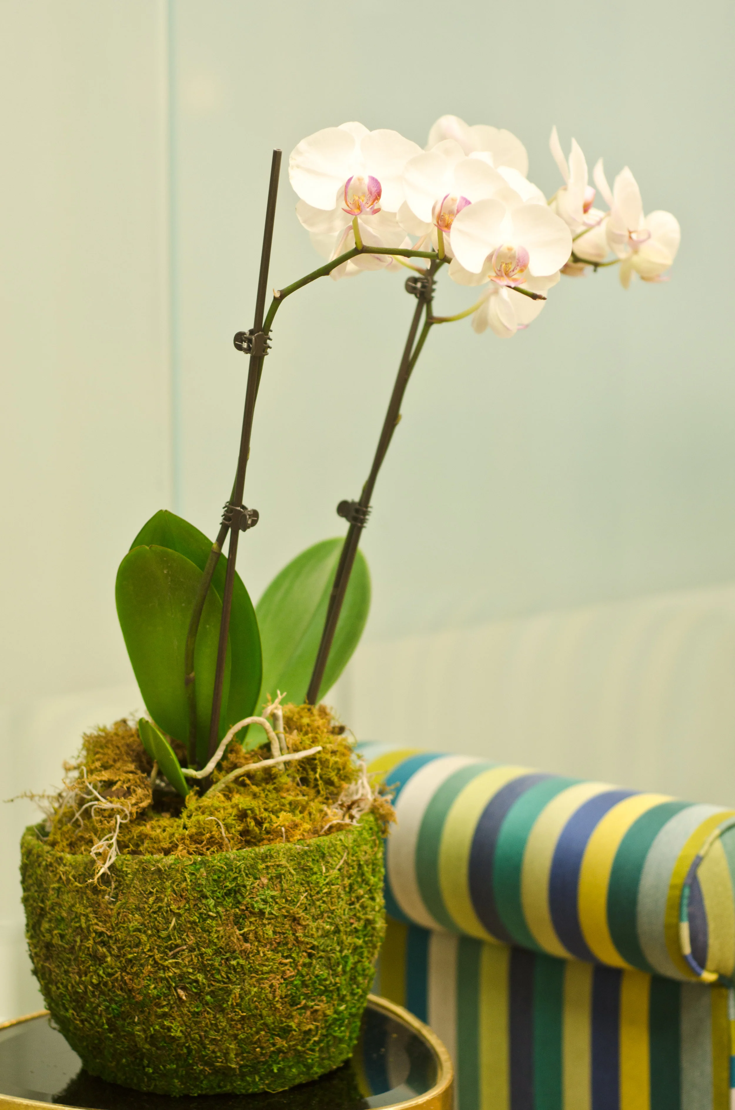 Kerry_Beth_Photo_Courtney_Ludeman_Interiors_Richmond_Interior_Designer_General_Contractor_web-12.jpg