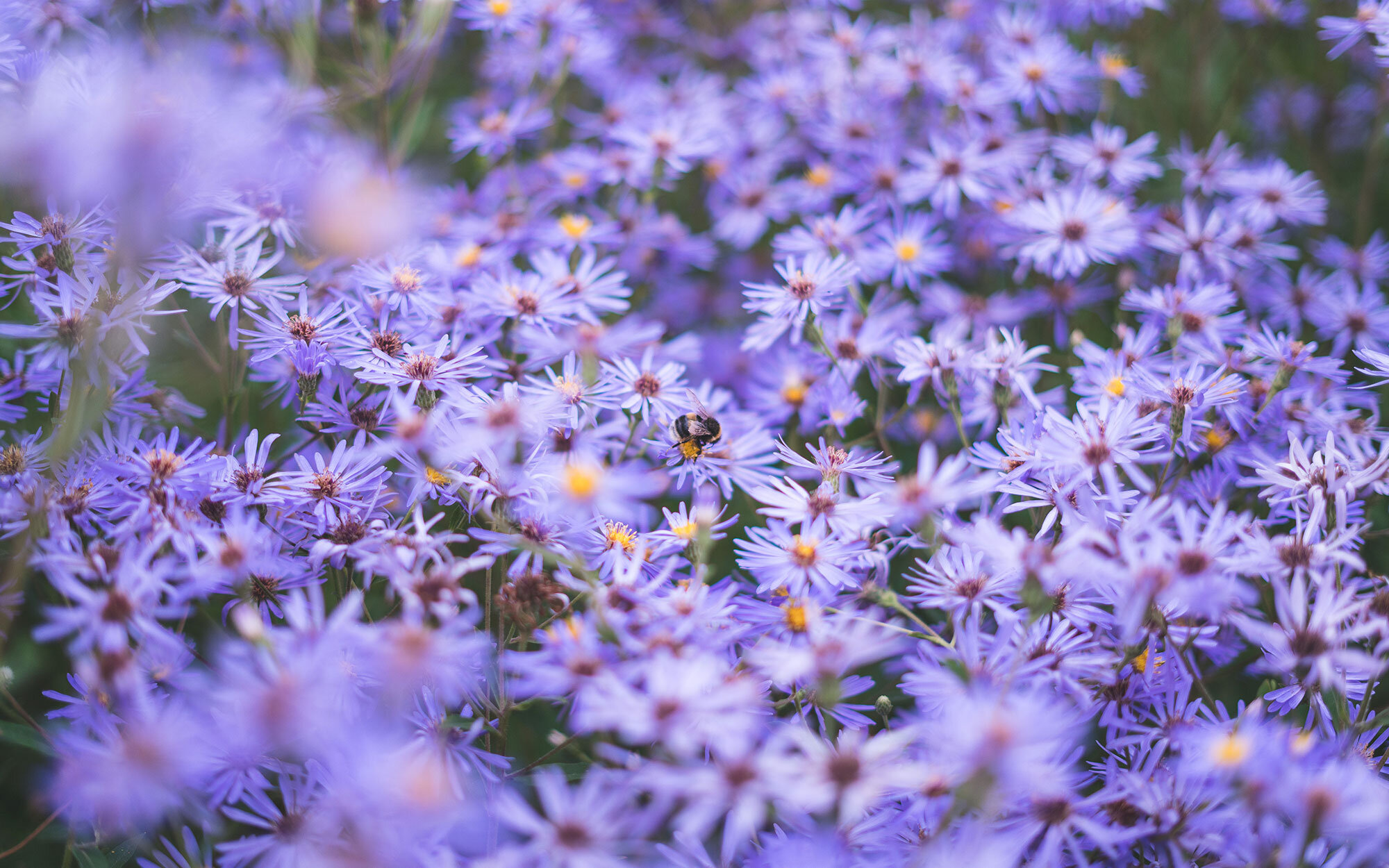 Pensthorpe-Park-Bee-on-Michaelmas-Daisies-Web.jpg